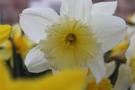 Daffodil